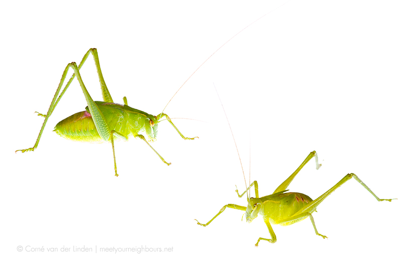 <!--Caedicia simplex, Common garden katydid-->